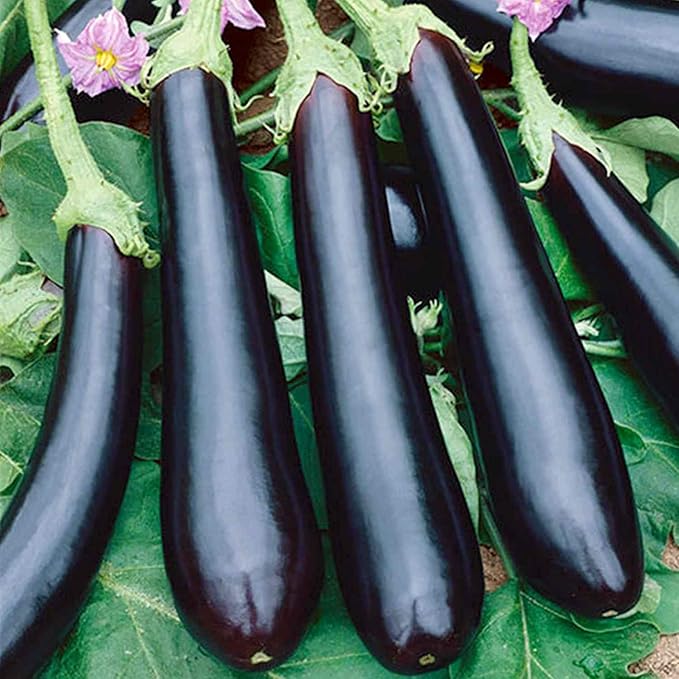 Eggplant Long Pop Seeds – Solanum Melongena | High-Yield Asian Eggplant Variety | Tender & Flavorful