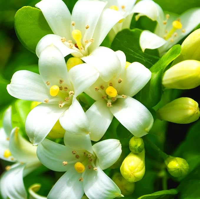 5g pcs Climbing Jasmine Flower Seeds Fragrant Plant for Planting Garden Home Four Seasons Evergreen Silver Jasmine Garden Balcony Climbing Non-GMO