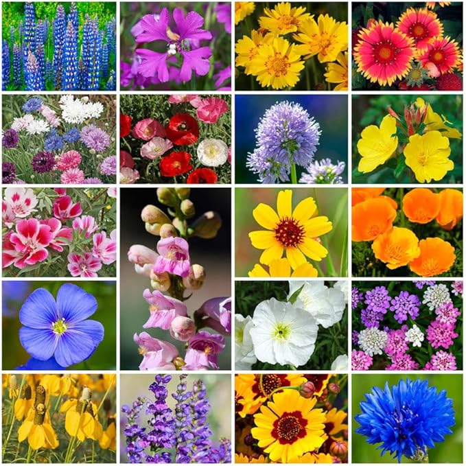 Grow Your Own Vibrant Annual and Perennial Wildflower Garden Seeds Mixture, Varieties for Pollinators and Spring Gardens - Western Regional Mix, 1 lb