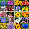 Grow Your Own Vibrant Annual and Perennial Wildflower Garden Seeds Mixture, Varieties for Pollinators and Spring Gardens - Western Regional Mix, 1/4 lb