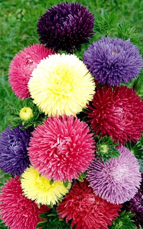 Aster Pompon Garden Mix Seeds – Callistephus Chinensis | Vibrant Double Blooms | Annual Cut Flower for Garden & Bouquets