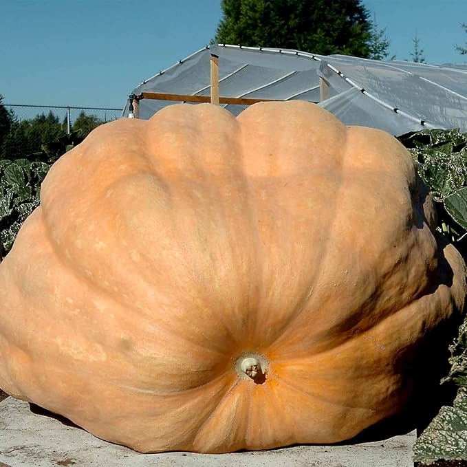 Pumpkin Garden Seeds - Dills Atlantic Giant Variety - 10 Seed Packet - Non-GMO, Heirloom Pumpkins - Medium Orange - Vegetable Gardening Seed