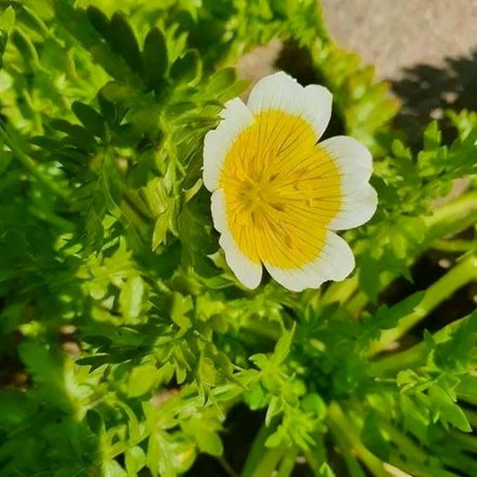 2000+ Limnanthes Douglasii Flower Seeds for Planting, Yellow-White Poached Meadowfoam Plant Seeds, Annual Heirloom Non-GMO Poached Egg Flower Seeds for Home Garden Outdoor