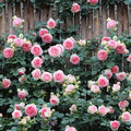 MOCCUROD 100pcs Pink Climbing Rose Vine Seeds - Amazing Growth and Beautiful Roses