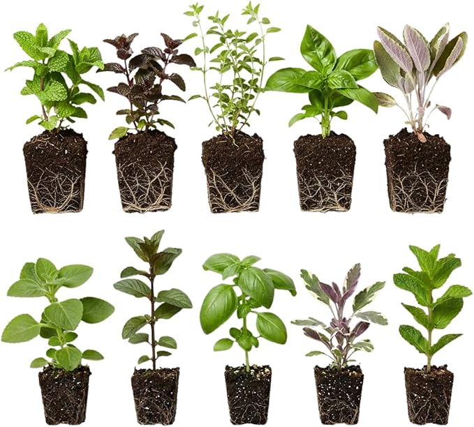 Pack 4 Mix Herb Live Plants, 4-8" Tall Fragrant Lemon Balm, Rosemary, Basil, Oregano and More Varieties Plants Herbs for Garden, Patio and Kitchen Growing, No Pot, Live Herbs Seedlings