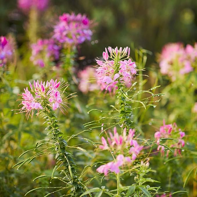 Eden Brothers Cleome Seeds - Cherry Queen