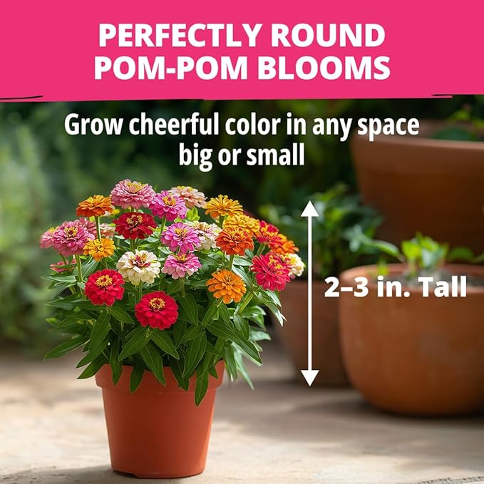 HOME GROWN Thumbelina Zinnia Seeds (1g) – 500 Dwarf Zinnia for Planting 2026, Spring Flower Seeds to Plant Outside, Easy Summer Garden Bloom for Containers & Borders (Zinnia elegans)
