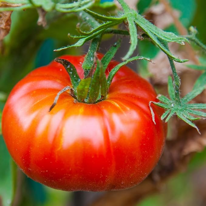 30 Red Beefsteak Tomato Seeds for Planting, Tomato Vegetable Seeds to Grow Indoor Outdoor