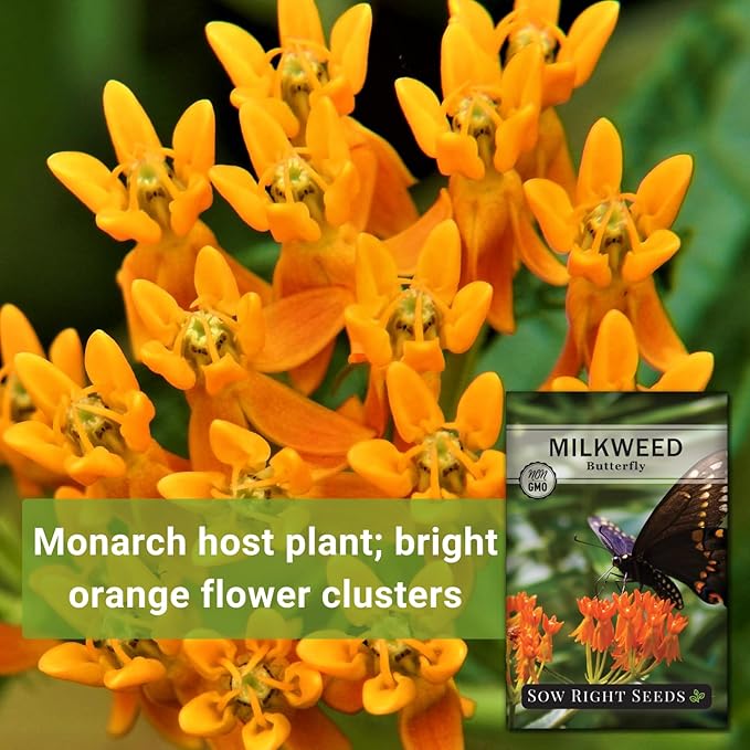 Sow Right Seeds Butterfly Milkweed Seeds - Attract Monarch And Other Butterflies to Your Garden - Non-GMO Heirloom Seed Packet With instructions for Planting - Perennial Host Plant for Pollinators (1)
