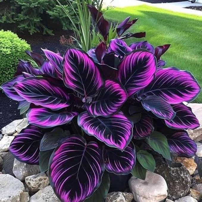 Hosta Seeds for Shady Gardens 80PCS – Lush Green Leaves, Easy Care Perennial for Borders, Pots & Gifts