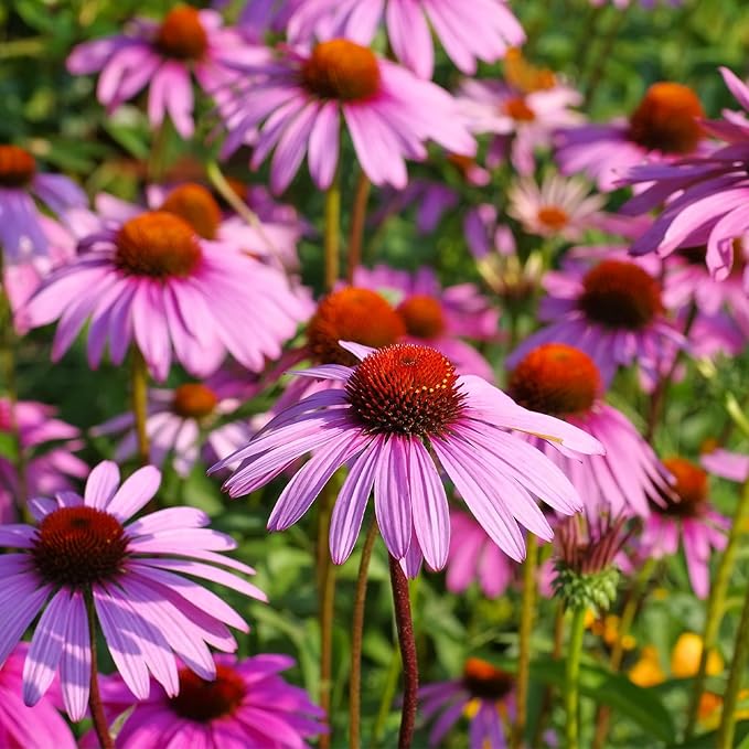 Groundio Purple Coneflower Seeds 1 OZ, Perennial Open Pollinated Non-GMO Echinacea Seeds Grown in The USA, Cone Flower Seed for Planting, USDA 3-9