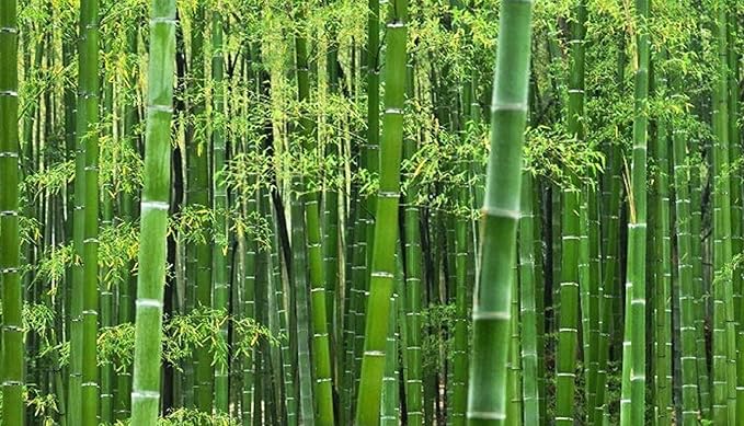 Giant Bamboo Seeds for Planting 100+ Seeds Grow Giant Bamboo Privacy Screen Good for Environment