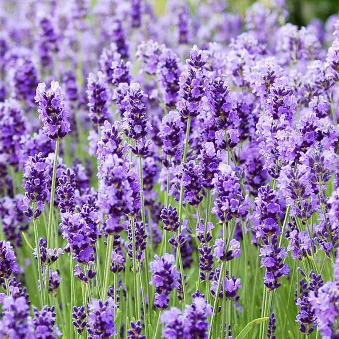 4000+ English Lavender Flower Seeds for Planting -Purple Blooms for Garden- Attracts Pollinating Insects