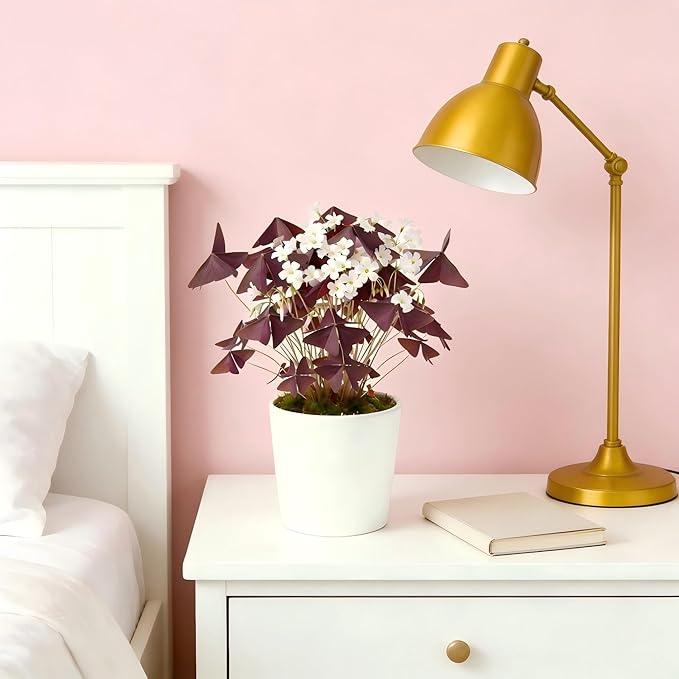 10 Bulbs Oxalis Triangularis, Purple Shamrocks Flowers for Home Garden Indoor Outdoor Planting, Easy Care