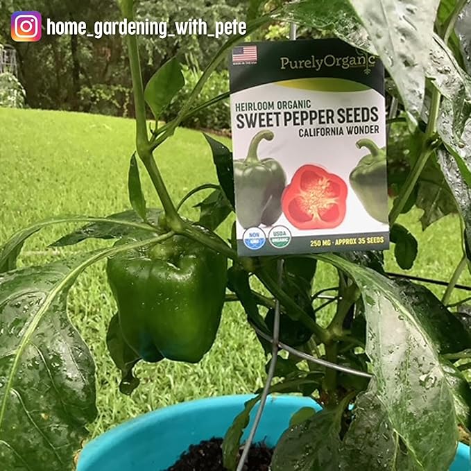 Organic Sweet Pepper Seeds (California Wonder) - Approx 25 Seeds - USDA Organic, Non-GMO, Open Pollinated, Heirloom, USA Origin