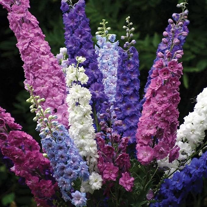 Todd's Seeds - Larkspur Giant Imperial Mix Seed - 2g Seed Packet - Beautiful White Flowers, Purple Flowers, & Pink Flowers