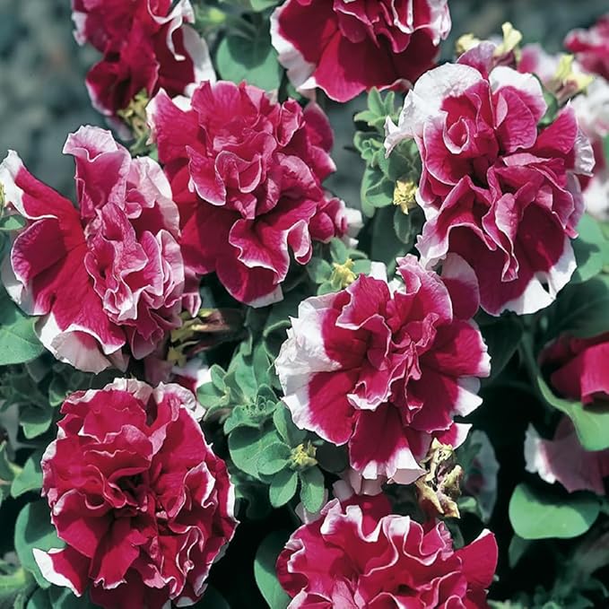 300+ Double Petunia Seeds for Planting Dwarf Wave Petunia Flower Non-GMO Heirloom Seeds for Home Garden