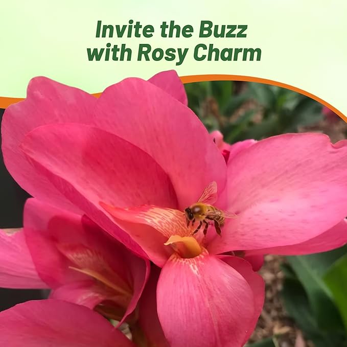 Outsidepride Rose Canna Lily Flower Seeds - 10 Pcs Perennial Seeds for Planting Outdoors with Colorful Blooms for Cut Flowers, Tropical & Water Gardens, Borders, & Poolside Planting