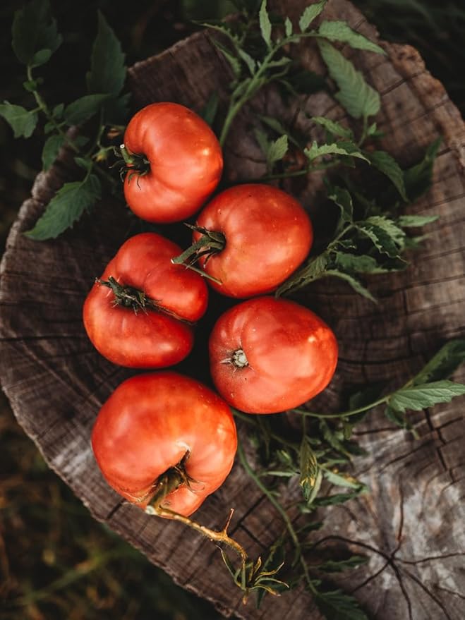Anna Russian Tomato - 50 Seeds - Heirloom Pink Oxheart Tomato, Slicing/Paste Variety, Non-GMO Vegetable Seeds for Planting in The Home Garden, Thresh Seed Company