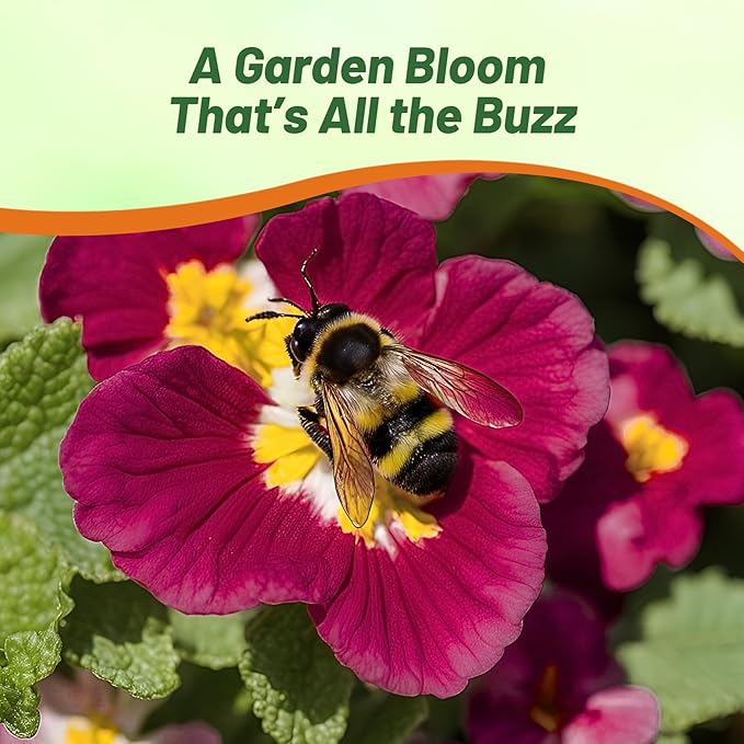Outsidepride Danessa Burgundy Common Primrose Seeds - 50 Pcs Annual, Hardy, Easy to Grow & Low Maintenance Flower Seeds for Planting Vibrant Soft Blooms, for Containers, Borders & Erosion Control