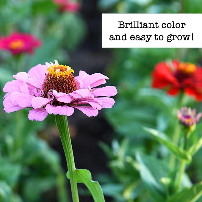 Ferry-Morse Zinnia Flowers Seed Variety Pack- 6 Pack