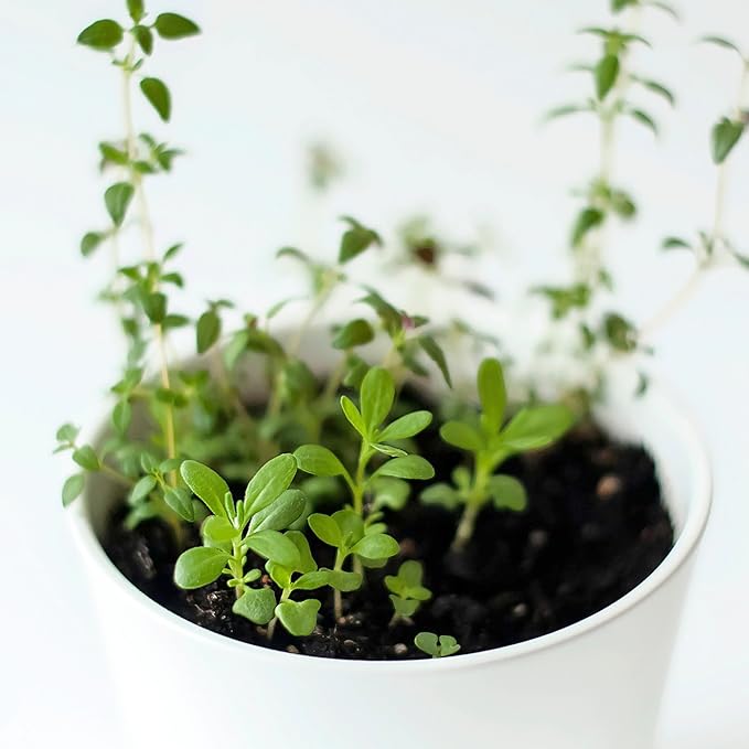 Seed Needs Thyme Seeds for Planting - Non-GMO Heirloom & Untreated Perennial Herb Seed to Plant a Culinary Kitchen Garden Indoors or Outdoors (2 Packs)