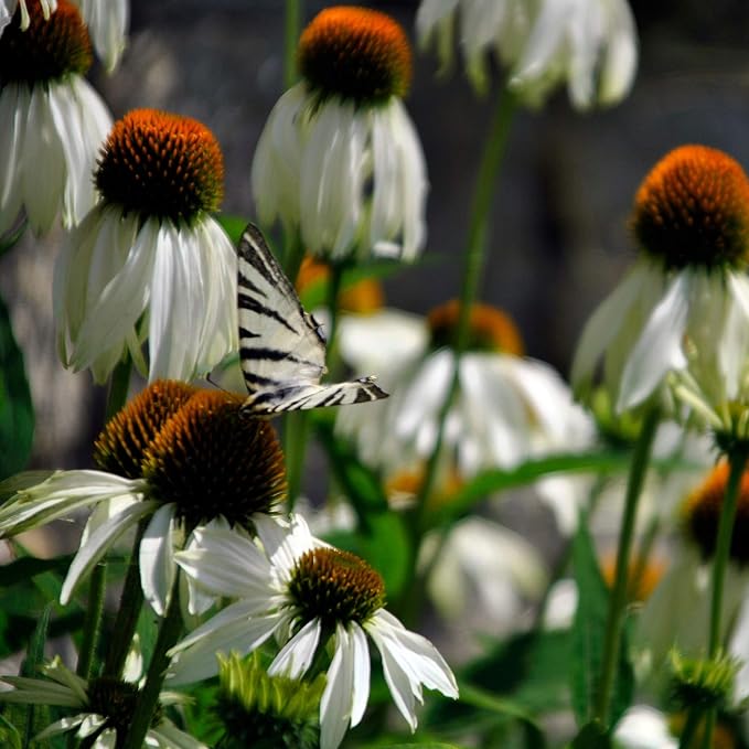 Outsidepride White Swan Echinacea Coneflower Seeds - 500 Pcs Hardy, Drought-Tolerant Perennial Wildflower Seeds for Planting w/Daisy-Like Blooms, Ideal for Gardens, Borders, & Pollinator Habitats
