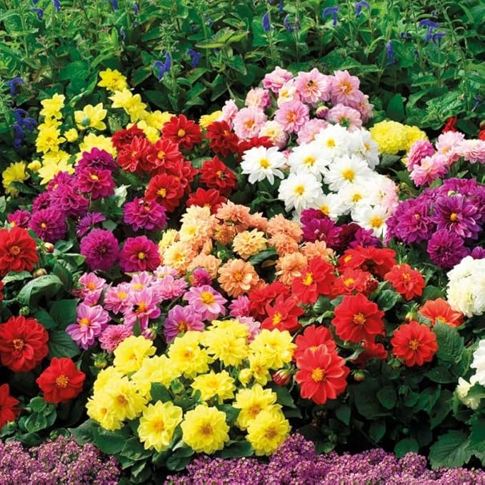 Dahlia Double Mix Seeds – Dahlia Pinnata | Perennial | Vibrant, Long-Lasting Blooms | Ideal for Borders & Cut Flowers