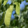 Oregon Giant Peas - 1/4 LB ~400-450 Seeds - Heirloom, Open Pollinated, Non-GMO, Farm & Vegetable Gardening Seeds