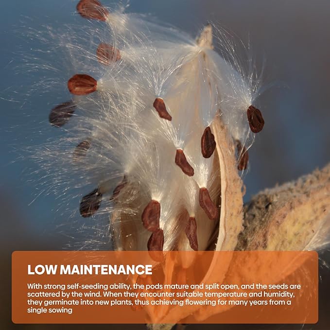 Milkweed Seeds for Planting to Attract Monarch Butterflies - 5 Individual Pack for Tropical, Butterfly, Common, Showy, Pink Swamp Non-GMO Milkweed Seed