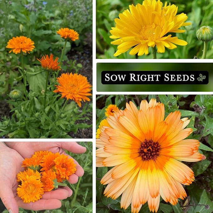 Sow Right Seeds - Calendula Seed Collection for Planting - Non-GMO Heirloom Packets, Instructions to Plant a Home Garden - Medicinal Blooms for Pollinators - 4 Varieties in Orange, Apricot, and More