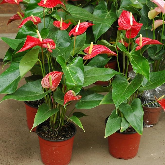 Premium Organic Anthurium Mix by Gardenera - Elevate Your Plant Care Routine - 4 QUARTS