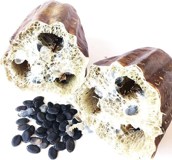 Organic Luffa Gourd Seeds (Luffa acutangula) 10 Seeds (0.2 Grams) - Loofah, Loofa, Luffah Gourd - Edible and Grow to Make Your Own Sponges - Sponge Gourd Seeds by Smoke Camp Crafts
