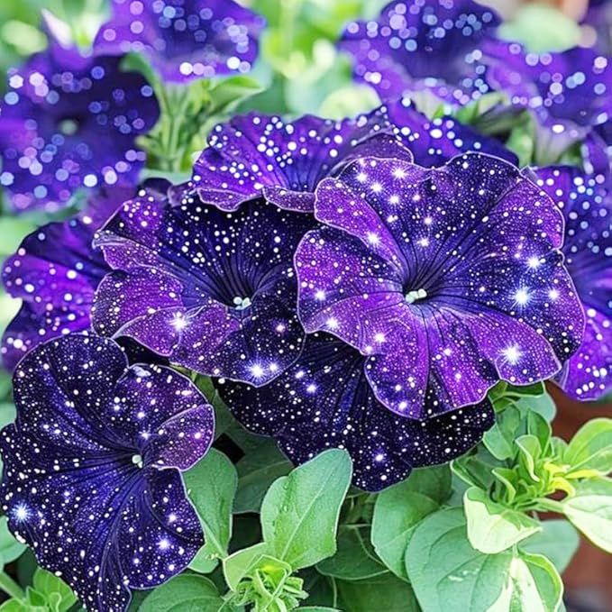 280+ Night Sky Petunia Seeds forFlower Beds and Container Gardening-Non-GMO Heirloom Plant Seeds Garden Outdoor