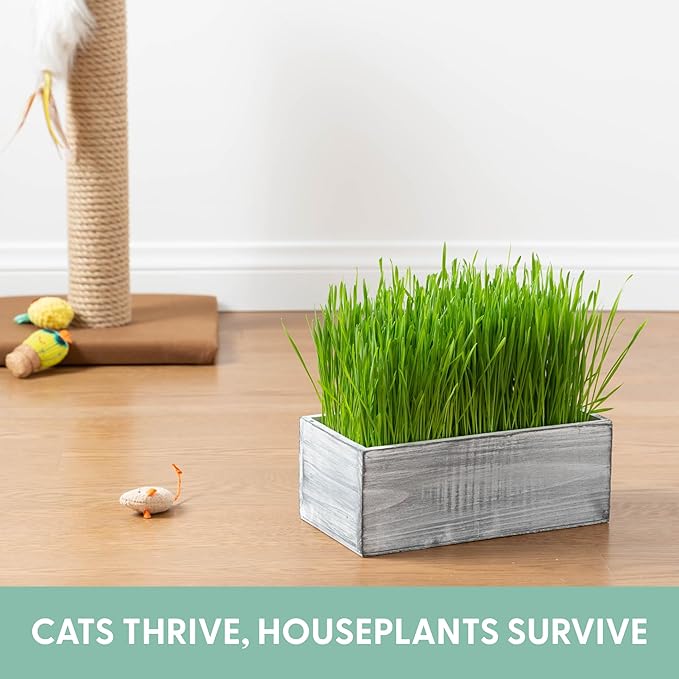 The Cat Ladies Cat Grass Kit with White Rustic Wooden Planter, Organic Cat Grass Seeds and Soil. Easy to Grow for Indoor Cats. Prevent Hairballs and Aid Digestion