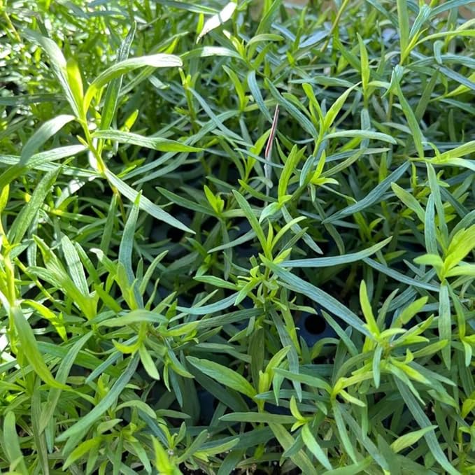 Pack 2 Tarragon Plants Live, Tarragon Herb Well Rooted 4 to 5 Inch, Tarragon Mint for Planting