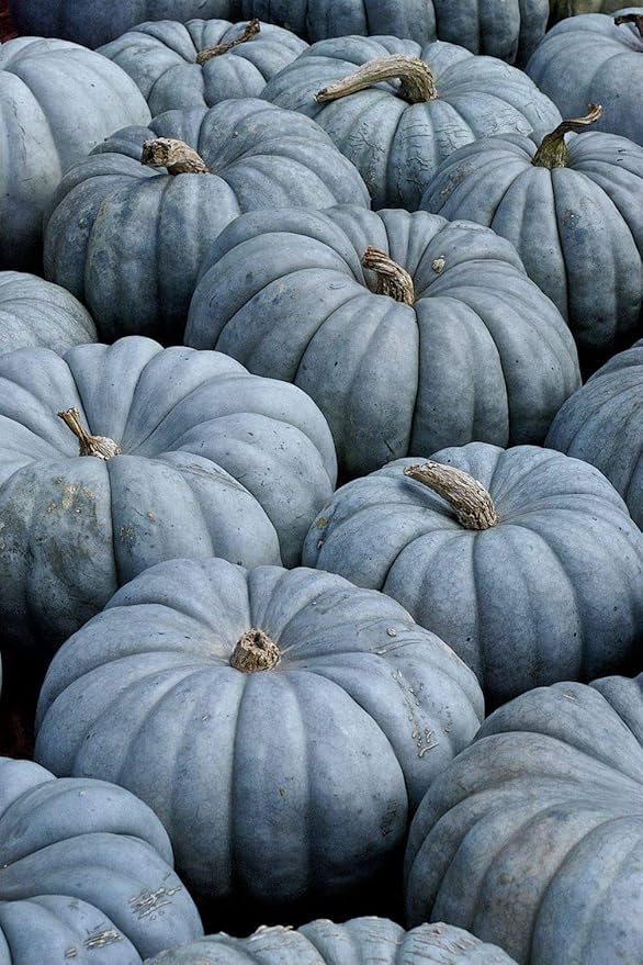 NIKA SEEDS - Seeds Vegetable Pumpkin Queensland Blue (Cucurbita Maxima) - 10 Seeds