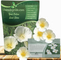 Outsidepride White Linen California Poppy Seeds - 5000 Pcs Annual, Low Maintenance & Drought Tolerant Wildflower Seeds for Planting Vibrant Spring Blooms for Pollinator Gardens & Wildlife Habitats