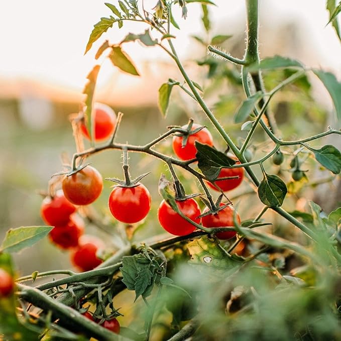 Sweetie Cherry Tomato - 50 Seeds - Popular Heirloom Cherry Tomato, Highly Productive & Deliciously Sweet, Non-GMO Heirloom Cherry Tomato Seeds for Planting in The Home Garden, Thresh Seed Company