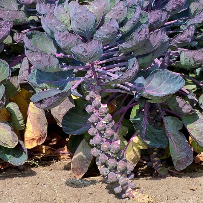Seeds4planting - Seeds Brussels Sprouts Mix Cabbage Long Island and Redarling Indoor Heirloom Vegetable Non GMO