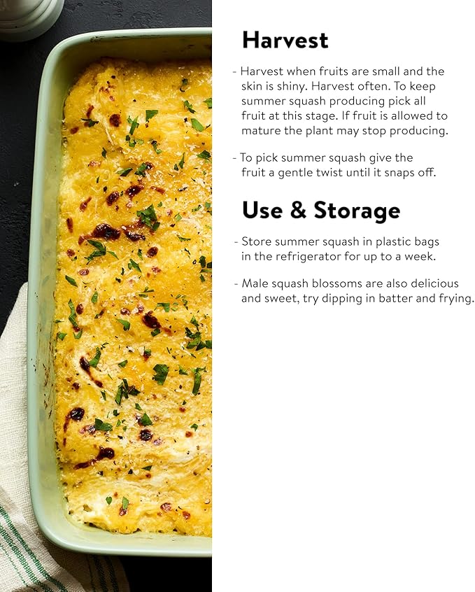 Burpee Saffron Summer Squash Seeds 100 seeds