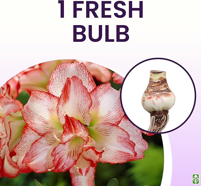Blossom Peacock Amaryllis Bulb Double White with Red– Large Bulb for Planting, 4-8 Blooms, 16–24" Tall – Elegant Indoor & Outdoor Plant – Low-Maintenance Amaryllis Bulb (Not in Wax)