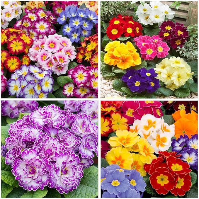 200+Mixed Primrose Primula Flower Seeds to Plant Outdoor-Perennial Primula Malacoides Seeds for Planting Non-GMO Heirloom