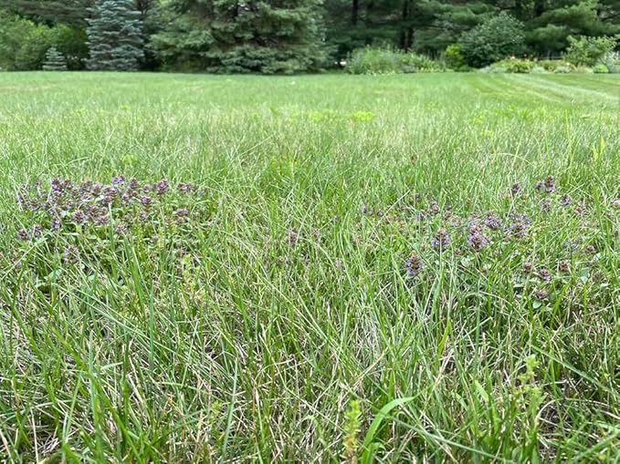 Flawn Seed Kits Simple Lawn Mow Less Fine Fescue Grass Seed, 2 Lbs, Low Maintenance Lawn, Shake to Spread, Covers up to 1000 SqFt