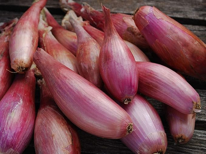 Seeds Red Shallot Onion Heirloom Vegetable for Planting Non GMO