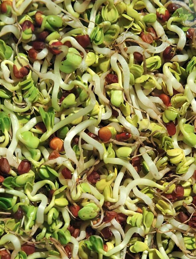 Todd's Seeds Bean Sprouting Seed Mix; Adzuki, Mung Bean, Red Lentil, Daikon Radish, Non-GMO, Chemical Free, High Germination (One Pound)