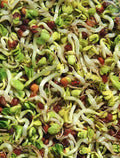 Todd's Seeds Bean Sprouting Seed Mix; Adzuki, Mung Bean, Red Lentil, Daikon Radish, Non-GMO, Chemical Free, High Germination (One Pound)