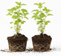 Set 2 Lemon Balm Plants Live for Planting, 4-7" Tall, Lemon Balm Mint Herb Seedling, Well Rooted Starter Plants