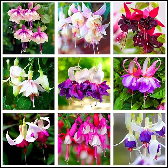 100 Pcs Purple Pink Fuchsia Flower Seeds Perennial Home Plant