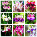 100 Pcs Purple Pink Fuchsia Flower Seeds Perennial Home Plant